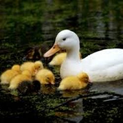 درخواست من از تستچی