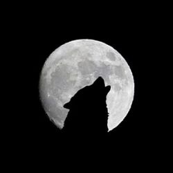 دل عاشق چی میگه؟🥀