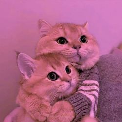 حیوانات بامزه