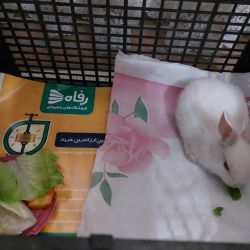 عکس های خرگوش من🐇