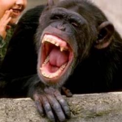 عکس واسه شنیدن چند تا جوک حاضری؟