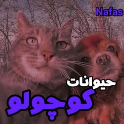 کاور