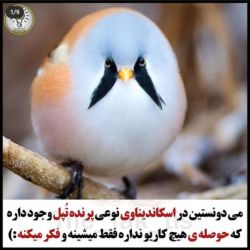 عکس خودت بیا ببین چیه🐦🐦🐦