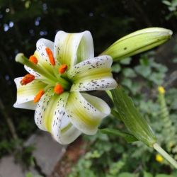 مخصوص افرادی که با کامپیوتر وارد تستچی میشن (آموزش)