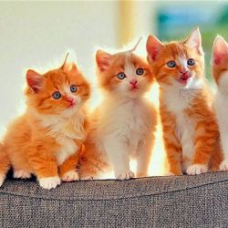 گربه و دانستنی های پشم ریزون 2