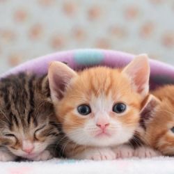 گربه و دانستنی پشم ریزون3