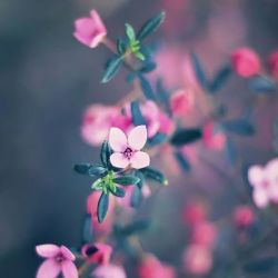 🌸معرفی کاربر های عالی و اجی های خوبم🌸