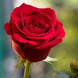 پارت ۳ گل رز