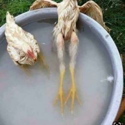 کاور