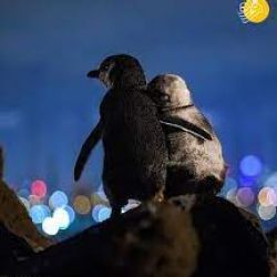 فکت های کیوت 💖