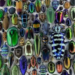 عکس جالبترین حشرات جهان!