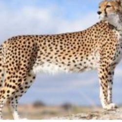 کاور