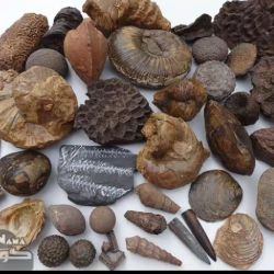 تماشای چند نوع فسیل