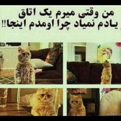 کاور