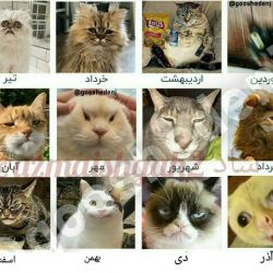 تست شخصیت شناسی