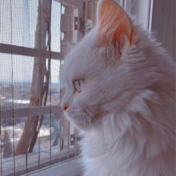 کاور
