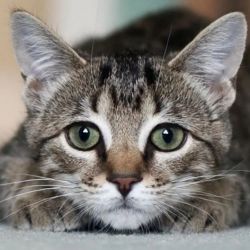 فکت ار گربه ها🐈🐈‍⬛🐈