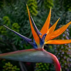 چقدر گل هارو میشناسی؟