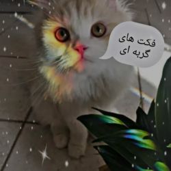 عکس فکت از گربه 🐈💎🍓