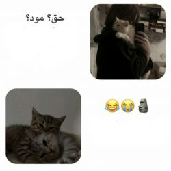 تست مود😂🦧