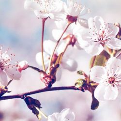 چند درصد باهوشی؟