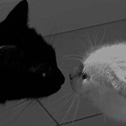 عکس ⌫......آدما روباتن