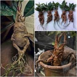 تکلیف جلسه اول گیاه شناسی