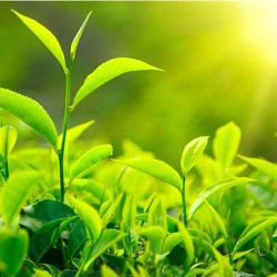 تئوری درباره گیاهان