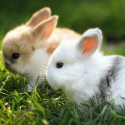 عکس هرآنچه باید راجع به نگهداری از خرگوش بدانید🐰