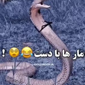 مار ها با دست🧬🛌🏻