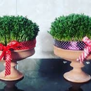 پیشنهاد برای سبزه ی سفره ی هفت سین