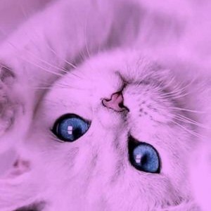 تست عکس کیوت برای پروفایل