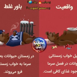 تست دانستی های جالب از حیوانات
