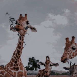 حیوانات فوق کیوت🌝🌸