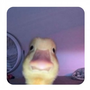 ادمین استخدام میکنیم🕶️