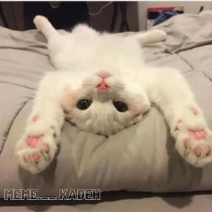 عکس یه عدد گربه ی کیوت🐱💜