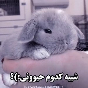 شبیه کدوم حیوونی:)؟