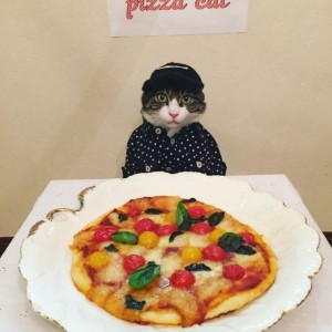 اشپزی گربه غذای مخصوص