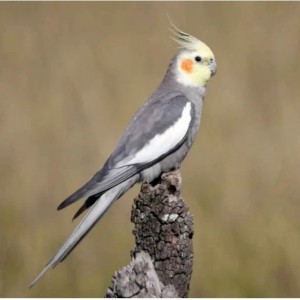 عروس هلندی😍😍