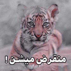 عکس منقرض میشن💔: