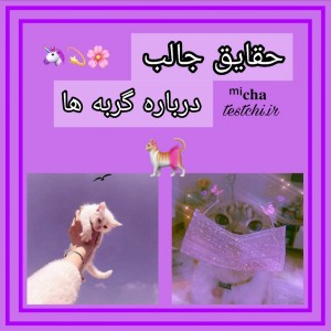 عکس حقایق‌جالب‌درباره‌گربه‌ها🐈