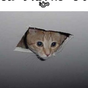 کاور