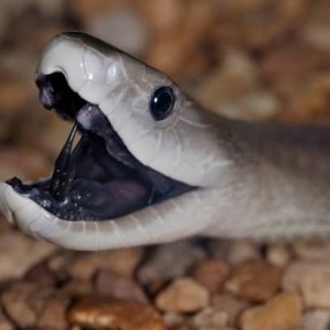 بلک مامبای از اسپا(ترجمه💖)