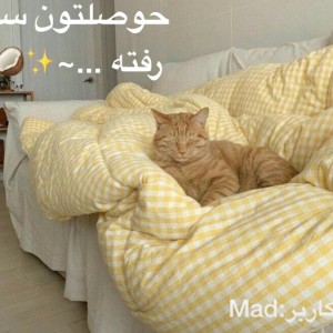 کاور