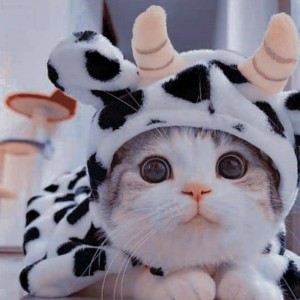 تست ❉easpa pets❉