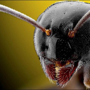 چهره حشرات از نزدیک!!