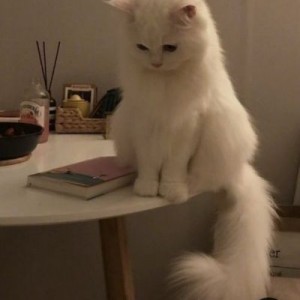 منو یادتونه