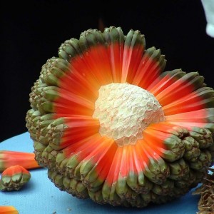 کاور
