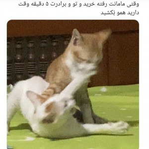 کاور