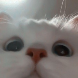 کاور